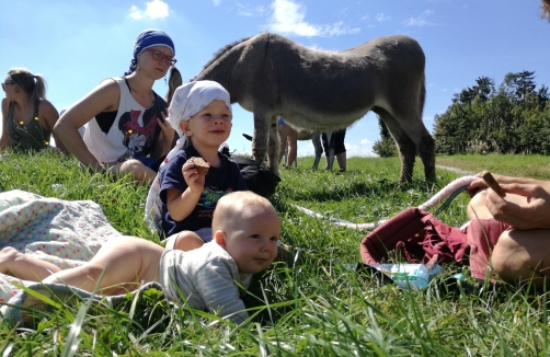 Eselwandern im Waldviertel