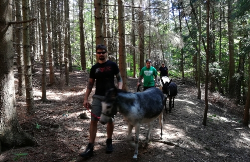 Eselwandern im Waldviertel