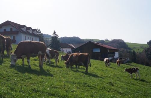 Weinkirnhof - Bio-Erlebnis-Bauernhof