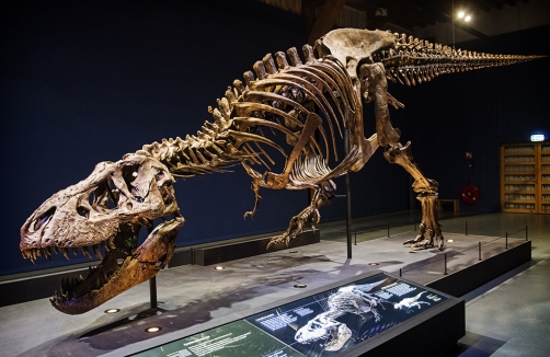 T-rex Dinosaurier-Ausstellung #trexsalzburg