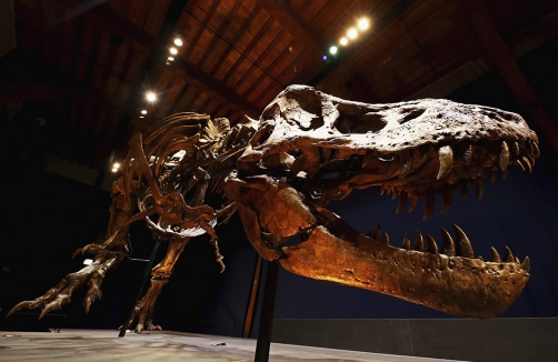 T-rex Dinosaurier-Ausstellung #trexsalzburg