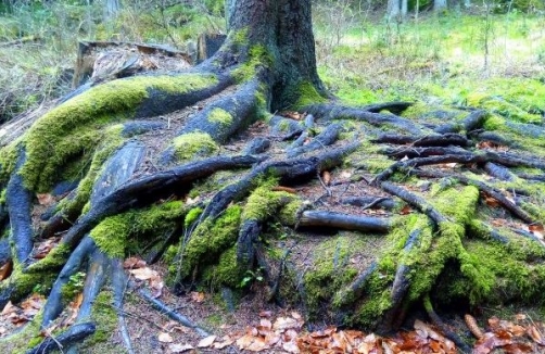 Bärentrail Waldviertel