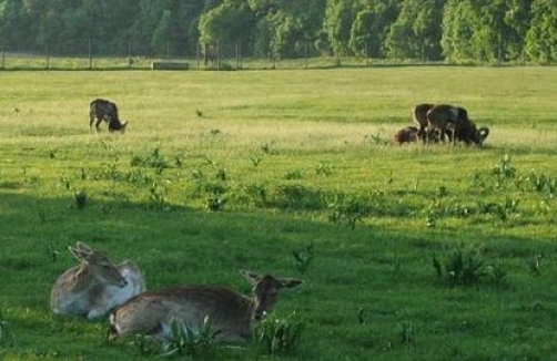 Stadtspaziergang mit Kinderwagen: Lainzer Tiergarten