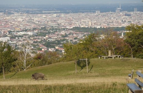 Stadtspaziergang mit Kinderwagen: Lainzer Tiergarten