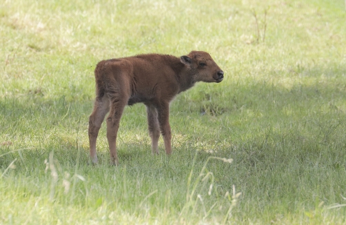 Biohof Edibichl - Bisons im Wienerwald