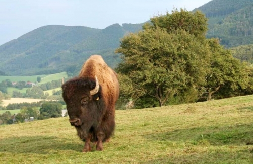 Biohof Edibichl - Bisons im Wienerwald