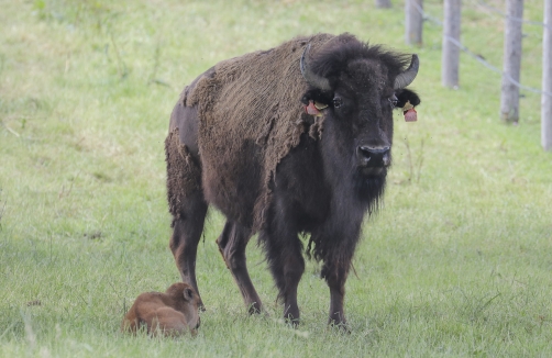 Biohof Edibichl - Bisons im Wienerwald