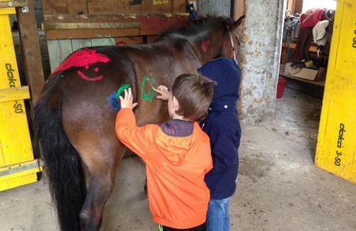 Back to School on Horseback in der Pferdewelt Reichenau