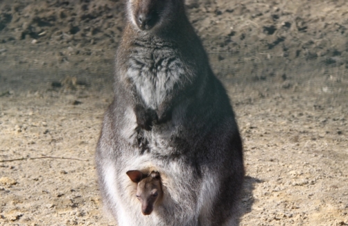 Wenn Tiermütter lieben - Muttertag im Zoo Linz