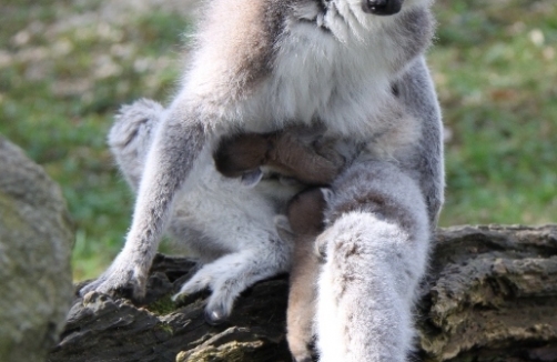 Wenn Tiermütter lieben - Muttertag im Zoo Linz