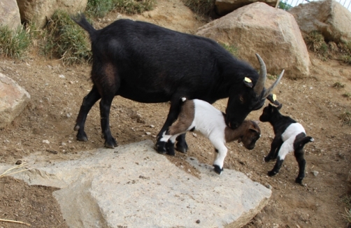 Wenn Tiermütter lieben - Muttertag im Zoo Linz
