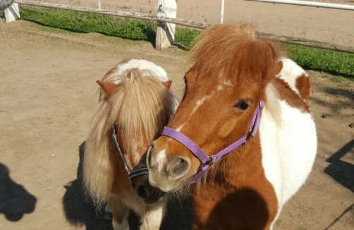 Kindergeburtstag in Sabines Pferdewelt