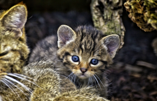 Zoo in den Blumengärten Hirschstetten