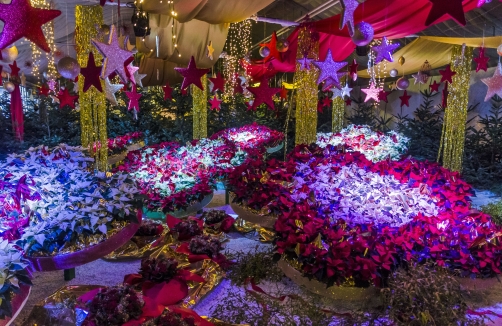 Adventmarkt in den Blumengärten Hirschstetten