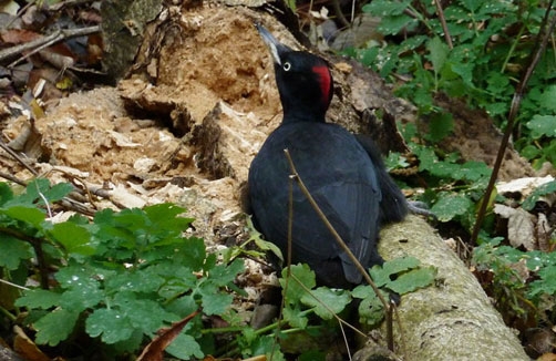 Naturführungen / Schulführungen / Kinderführungen im Wiener Prater "Spurensuche im Auwald"