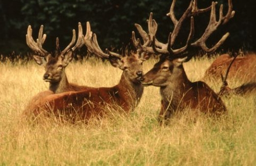 Alpenwildpark Pfänder