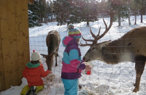 Winter Wildfütterung im Naturpark Hohe Wand