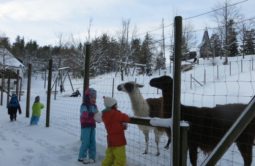 Winter Wildfütterung im Naturpark Hohe Wand