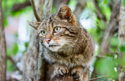 Wildkatzensommer im Nationalpark Thayatal