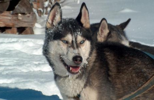 Geburtstag mit den Huskys