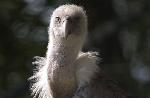 Alpenzoo Innsbruck