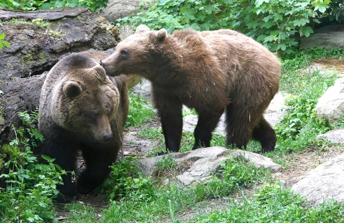 Alpenzoo Innsbruck