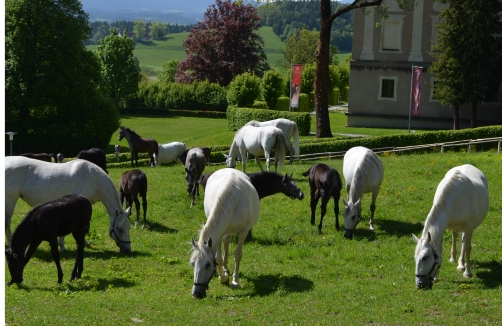 Lipizzaner im Lipizzanergestüt Piber in Köflach