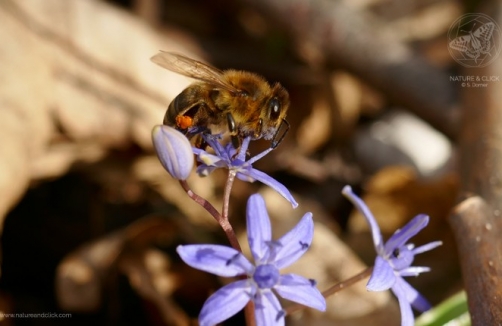 Fotoworkshops und Fotokurse für Kinder "Naturfotografie im Wiener Prater"