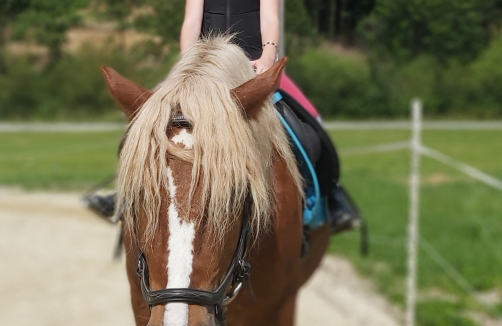 Kindergeburtstag mit Kamele, Pferde und CO am Weghof