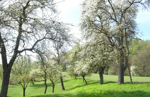 Kräuterbrunch im Obstgarten