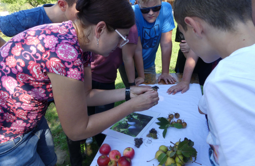 Expedition Streuobstwiese: Streuobstwiesen im Frühsommer und Herbst