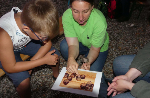 Bat Night - Fledermäusen auf der Spur