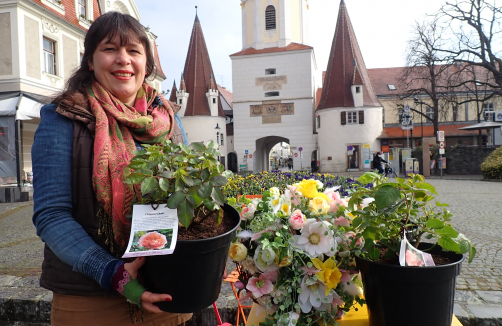 stadtmarketing-krems.at