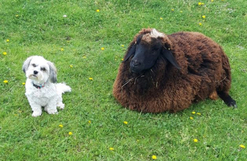  Tiere und  Natur-  Kleingruppen Workshop und Einzelstunden     6-16 Jahren           