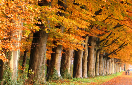 Herbstlicher Kreativnachmittag für Kinder im Haubiversum