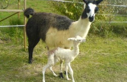 Wandern mit den Stiefingtaler Lamas