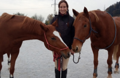 Reiten lernen auf Warmblutpferden