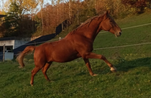 Jugendcoaching mit Pferden
