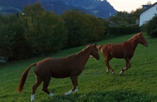 Pferdekurse am Steinhausgut Hallein für Gehörlose