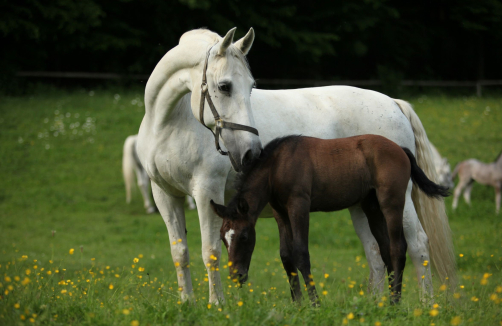 Lipizzaner im Lipizzanergestüt Piber in Köflach