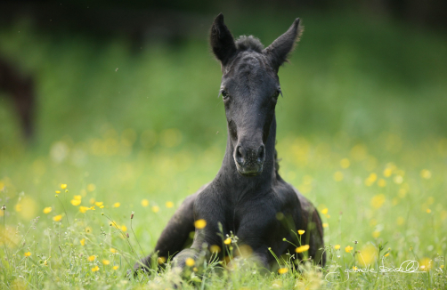 Lipizzaner im Lipizzanergestüt Piber in Köflach