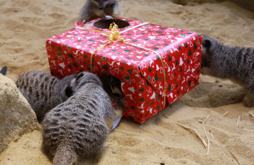 Weihnachten im Zoo