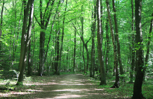 Waldspaziergang mit der Forstfrau