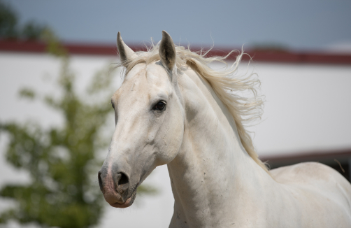 Heldenberg - Schulausflug Radetzky Gedenkstästte und Lipizzaner Trainingszentrum