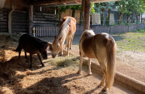 Kindergeburtstag bei den Pferden und Pony's