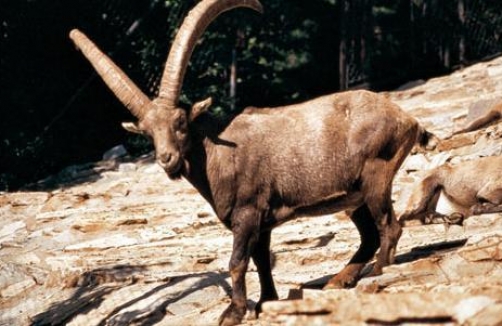 Tag des Artenschutzes im Alpenzoo Innsbruck