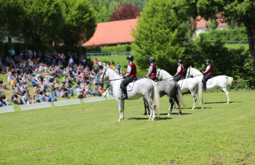 Frühlingsfest im Lipizzanergestüt Piber