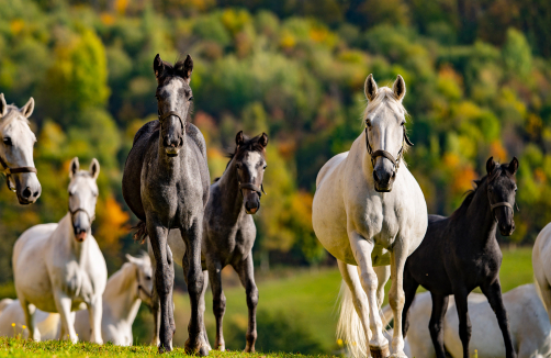 Herbstl'n im Lipizzanergestüt Piber