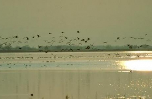 nationalpark-neusiedlersee-seewinkel.at