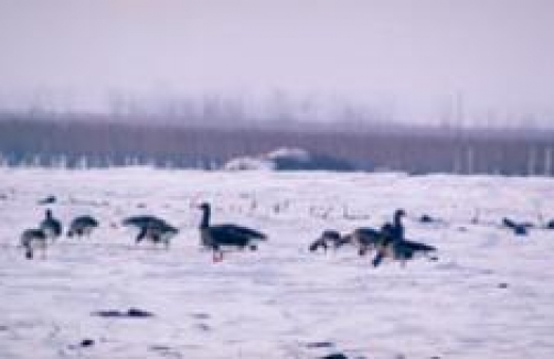 nationalpark-neusiedlersee-seewinkel.at